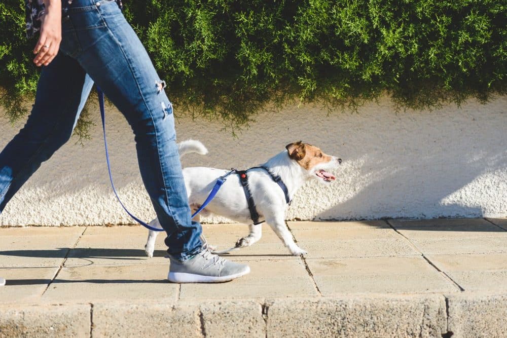 Pet friendly lifestyle picture apartments in Cobb county Heartwood Powder Springs istock 1149531679